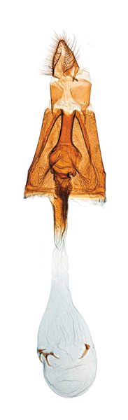 /filer/webapps/moths_gc/media/images/O/occulta_Micrurapteryx_GF_Kirichenko-et-al_2016_121_46.jpg