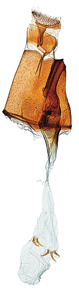 /filer/webapps/moths_gc/media/images/O/occulta_Micrurapteryx_GF_Kirichenko-et-al_2016_137_83.jpg