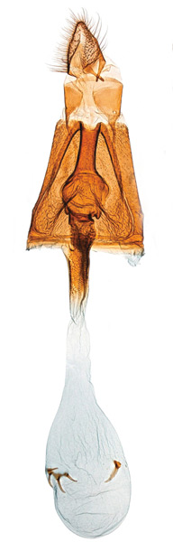 /filer/webapps/moths_gc/media/images/O/occulta_Micrurapteryx_GF_Kirichenko-et-al_2016_137_85.jpg