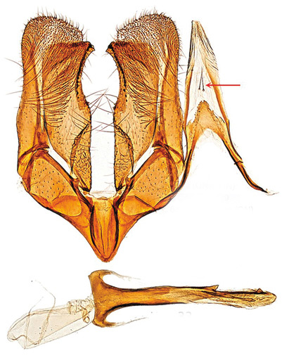 /filer/webapps/moths_gc/media/images/O/occulta_Micrurapteryx_GM_Kirichenko-et-al_2016_117_32.jpg