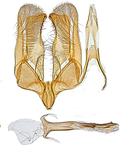 /filer/webapps/moths_gc/media/images/O/occulta_Micrurapteryx_GM_Kirichenko-et-al_2016_117_34.jpg