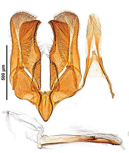 /filer/webapps/moths_gc/media/images/O/occulta_Micrurapteryx_GM_Kirichenko-et-al_2016_117_36.jpg