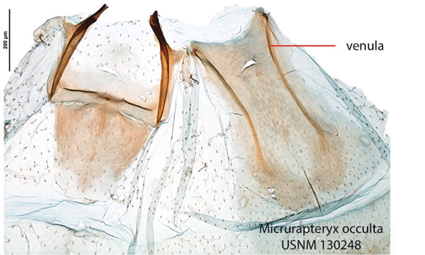 /filer/webapps/moths_gc/media/images/O/occulta_Micrurapteryx_GM_Kirichenko-et-al_2016_134.jpg