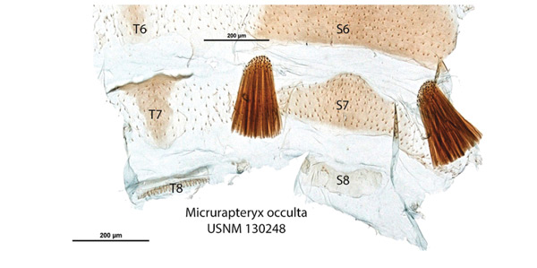 /filer/webapps/moths_gc/media/images/O/occulta_Micrurapteryx_GM_Kirichenko-et-al_2016_135.jpg