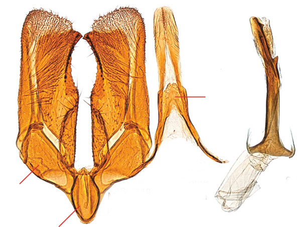 /filer/webapps/moths_gc/media/images/O/occulta_Micrurapteryx_GM_Kirichenko-et-al_2016_136.jpg