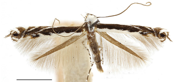 /filer/webapps/moths_gc/media/images/O/occulta_Micrurapteryx_HT_ANSP.jpg