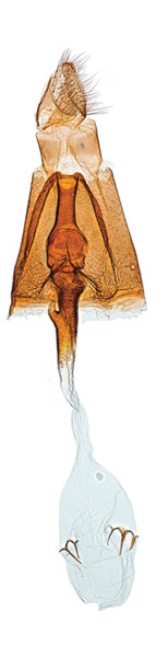 /filer/webapps/moths_gc/media/images/O/occulta_Micrurapteryx_HT_USNM.jpg