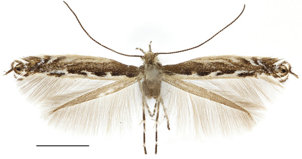 /filer/webapps/moths_gc/media/images/O/occulta_Micrurapteryx_Kirichenko-et-al_2016_111_9.jpg