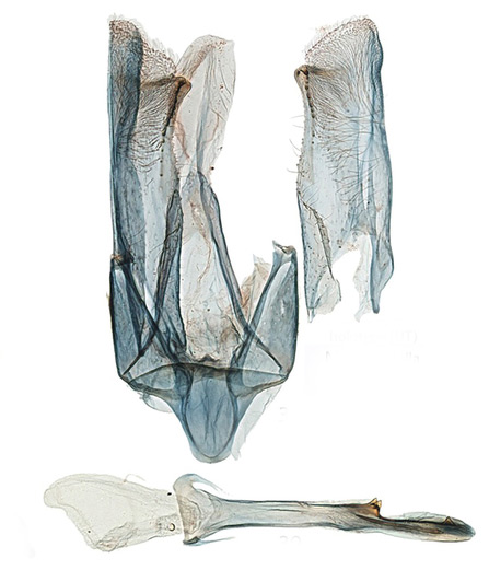 /filer/webapps/moths_gc/media/images/O/occulta_albicostella_Micrurapteryx_GM_HT_USNM.jpg
