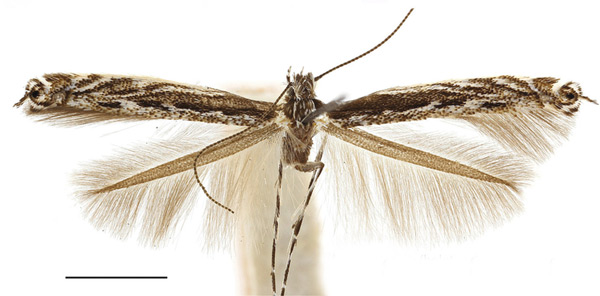 /filer/webapps/moths_gc/media/images/O/occulta_albicostella_Micrurapteryx_HT_ANSP.jpg