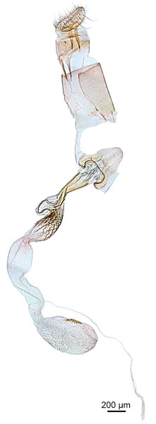 /filer/webapps/moths_gc/media/images/O/oceanica_Conopomorpha_GF_BMNH_1412157.jpg