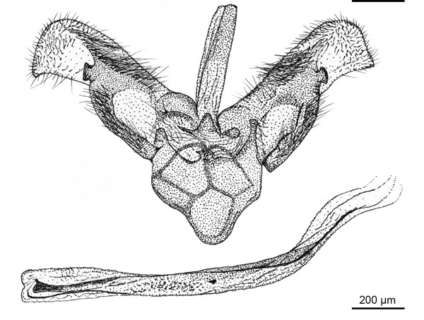 /filer/webapps/moths_gc/media/images/O/oceanica_Conopomorpha_GM_DePrins-etal_2025_31.jpg
