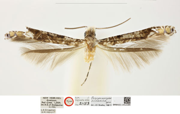 /filer/webapps/moths_gc/media/images/O/oceanica_Conopomorpha_HT_BMNH_1412184_HR.jpg