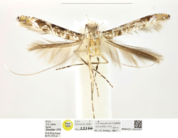 /filer/webapps/moths_gc/media/images/O/oceanica_Conopomorpha_PTF_BMNH_1412157_HR.jpg