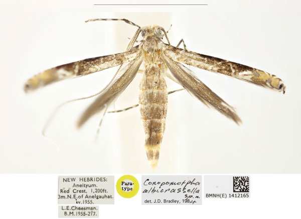 /filer/webapps/moths_gc/media/images/O/oceanica_conopomorpha_PT_BMNH_1412165.jpg