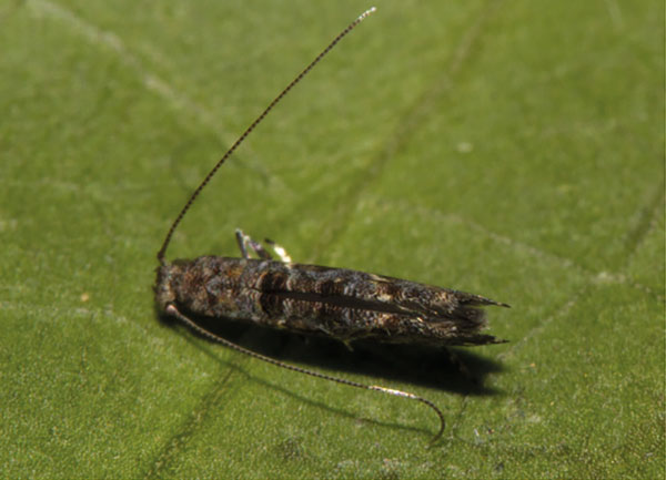/filer/webapps/moths_gc/media/images/O/ochnivora_Conopomorphina_A_Triberti-etal_2024_32.jpg
