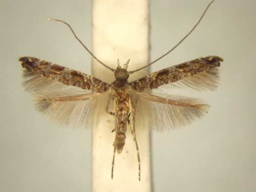 /filer/webapps/moths_gc/media/images/O/ochnivora_Conopomorphina_PT_TMSA6054.jpg