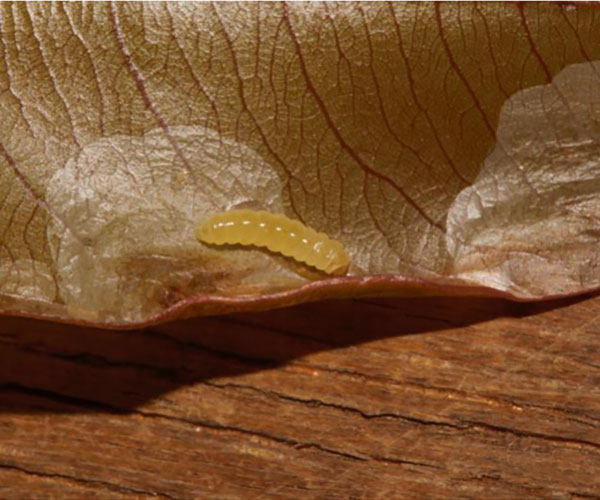 /filer/webapps/moths_gc/media/images/O/ochnivora_Conopomorphina_larva_Triberti-etal_2024_45.jpg