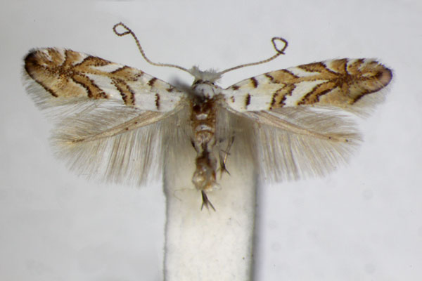 /filer/webapps/moths_gc/media/images/O/ochreojunctella_Phyllonorycter_A_ZSM_2.jpg