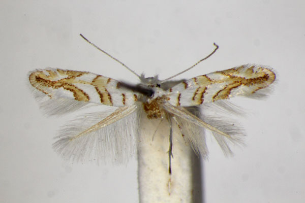 /filer/webapps/moths_gc/media/images/O/ochreojunctella_Phyllonorycter_HT_ZSM.jpg