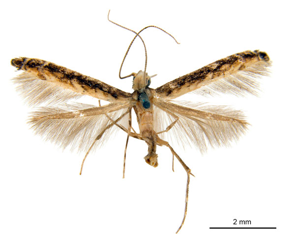 /filer/webapps/moths_gc/media/images/O/ochridorsellum_Diphtheroptila_AF1_ANIC.jpg