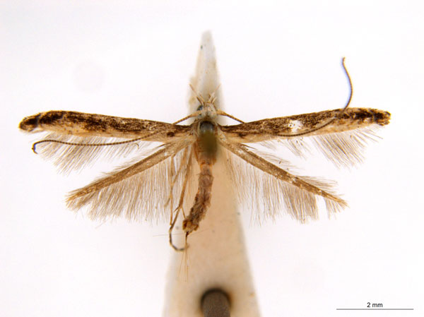 /filer/webapps/moths_gc/media/images/O/ochridorsellum_Diphtheroptila_AF2_ANIC.jpg