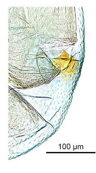 /filer/webapps/moths_gc/media/images/O/ochridorsellum_Diphtheroptila_AF2_GF_signum_ANIC.jpg