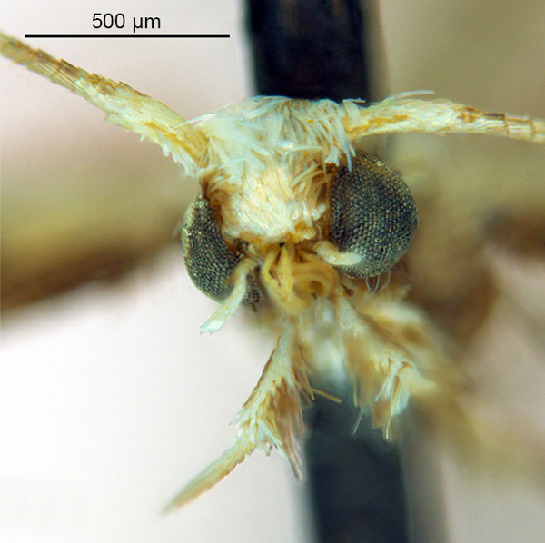 /filer/webapps/moths_gc/media/images/O/ochridorsellum_Diphtheroptila_AF2_head_ANIC.jpg