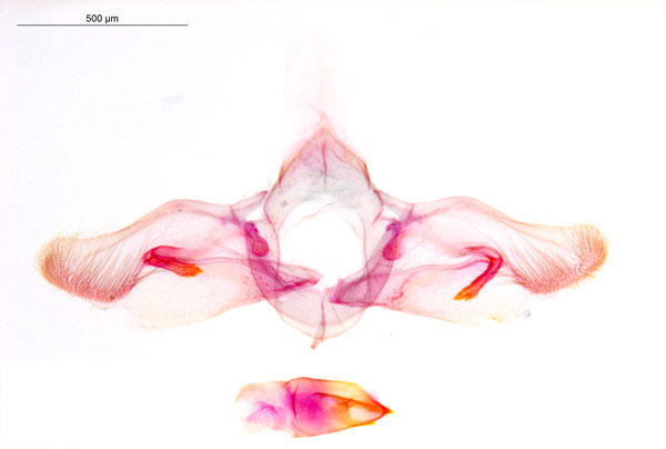 /filer/webapps/moths_gc/media/images/O/ochridorsellum_Diphtheroptila_GM_Grc-5676_ANIC.jpg