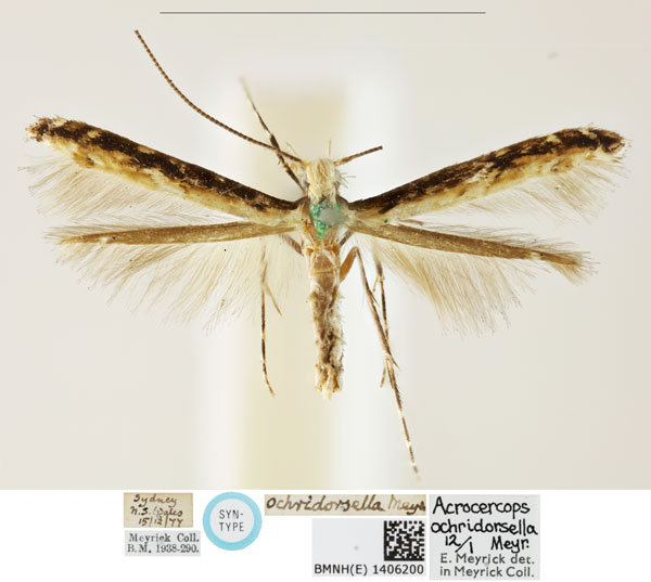 /filer/webapps/moths_gc/media/images/O/ochridorsellum_Diphtheroptila_LT_BMNH_1406200.jpg