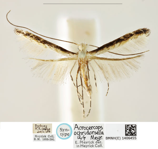 /filer/webapps/moths_gc/media/images/O/ochridorsellum_Diphtheroptila_PLT1_BMNH_1406455.jpg