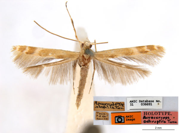 /filer/webapps/moths_gc/media/images/O/ochroptila_Acrocercops_HT_ANIC.jpg