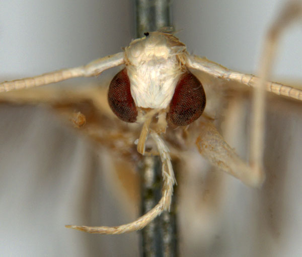 /filer/webapps/moths_gc/media/images/O/ochroptila_Acrocercops_HT_head_ANIC.jpg