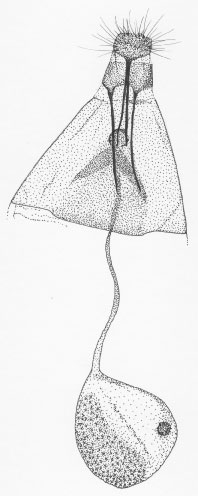/filer/webapps/moths_gc/media/images/O/ocimellus_Phyllonorycter_GF_DePrins3693.jpg