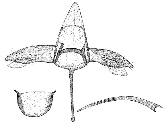 /filer/webapps/moths_gc/media/images/O/ocimellus_Phyllonorycter_GM_DePrins3400.jpg
