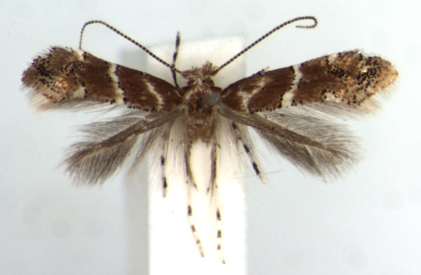 /filer/webapps/moths_gc/media/images/O/ocimellus_Phyllonorycter_HT_RMCA.jpg