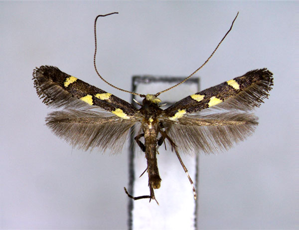 /filer/webapps/moths_gc/media/images/O/octopunctata_Caloptilia_A_EIHU.jpg