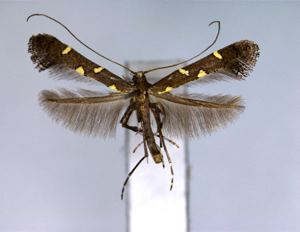 /filer/webapps/moths_gc/media/images/O/octopunctata_Caloptilia_A_EIHU_2.jpg