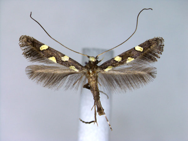 /filer/webapps/moths_gc/media/images/O/octopunctata_Caloptilia_A_EIHU_3.jpg