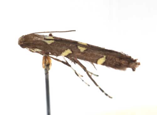 /filer/webapps/moths_gc/media/images/O/octopunctata_Caloptilia_A_RMCA6128.jpg