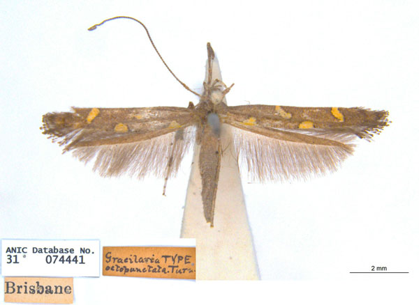 /filer/webapps/moths_gc/media/images/O/octopunctata_Caloptilia_ST_ANIC.jpg