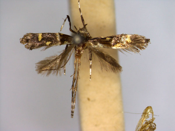 /filer/webapps/moths_gc/media/images/O/octopunctata_Gracillaria_A_EIHU.jpg
