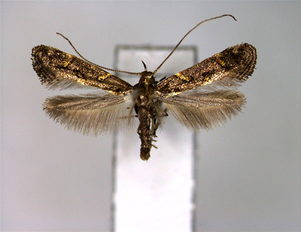/filer/webapps/moths_gc/media/images/O/octopunctata_Gracillaria_A_EIHU_2.jpg