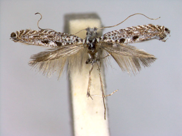 /filer/webapps/moths_gc/media/images/O/oculata_Callisto_PT_EIHU.jpg