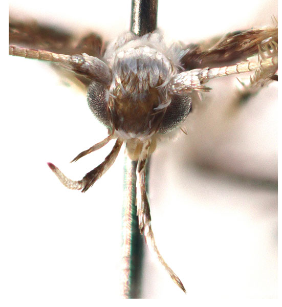 /filer/webapps/moths_gc/media/images/O/odontosema_Dialectica_AM_Sruoga-et-De-Prins_2023_95.jpg