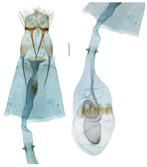 /filer/webapps/moths_gc/media/images/O/odontosema_Dialectica_GF_RBINS.jpg