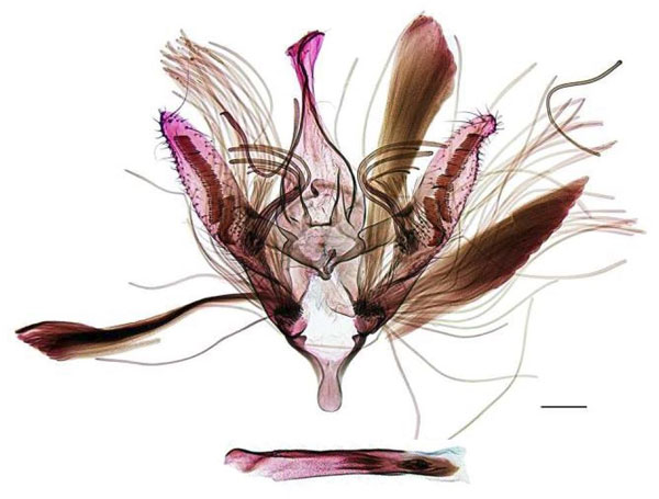 /filer/webapps/moths_gc/media/images/O/odontosema_Dialectica_GM_RBINS.jpg