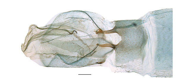 /filer/webapps/moths_gc/media/images/O/odontosema_Dialectica_abdomen_Sruoga-et-De-Prins_2023_95.jpg