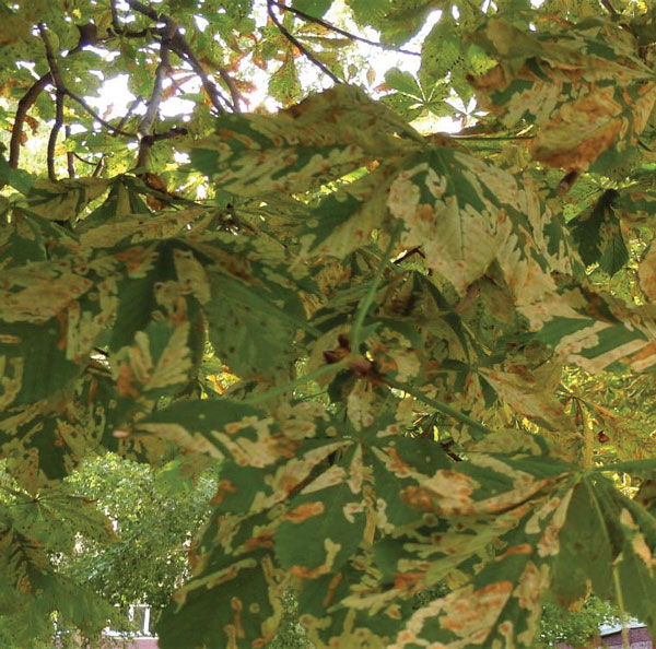 /filer/webapps/moths_gc/media/images/O/ohridella_Cameraria_2024_210a.jpg