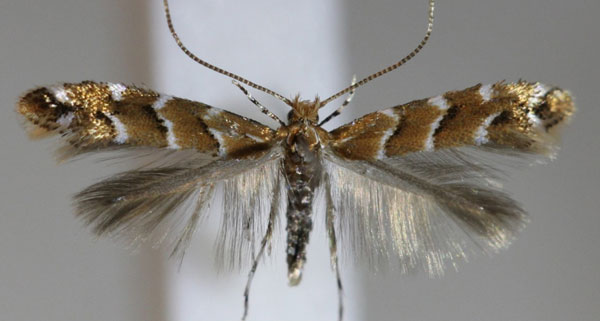 /filer/webapps/moths_gc/media/images/O/ohridella_Cameraria_A_Hellers_2017_142.jpg